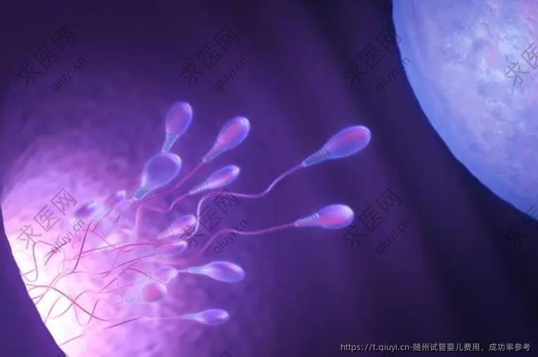 随州试管婴儿费用、成功率参考