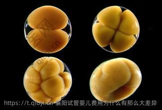 襄阳试管婴儿费用为什么有那么大差异