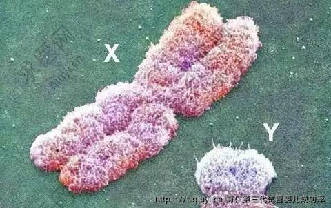 海口第三代试管婴儿成功率
