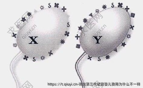 南充第三代试管婴儿费用为什么不一样