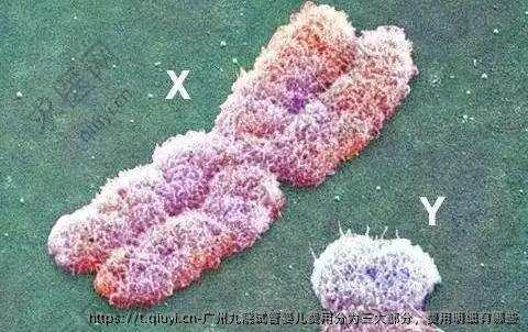 广州九院试管婴儿费用分为三大部分，费用明细有哪些