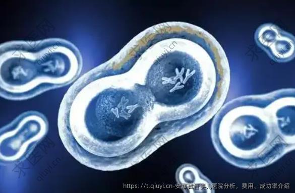 安康试管婴儿医院分析，费用、成功率介绍