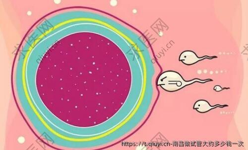 南昌做试管大约多少钱一次