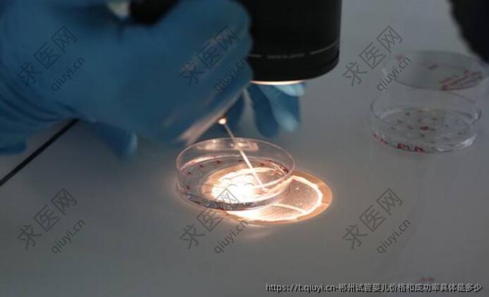 郴州试管婴儿价格和成功率具体是多少