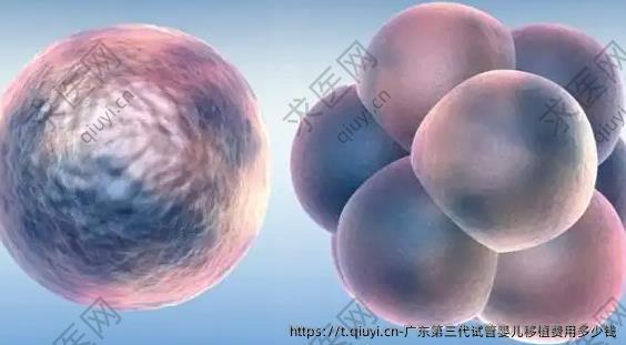 广东第三代试管婴儿移植费用多少钱