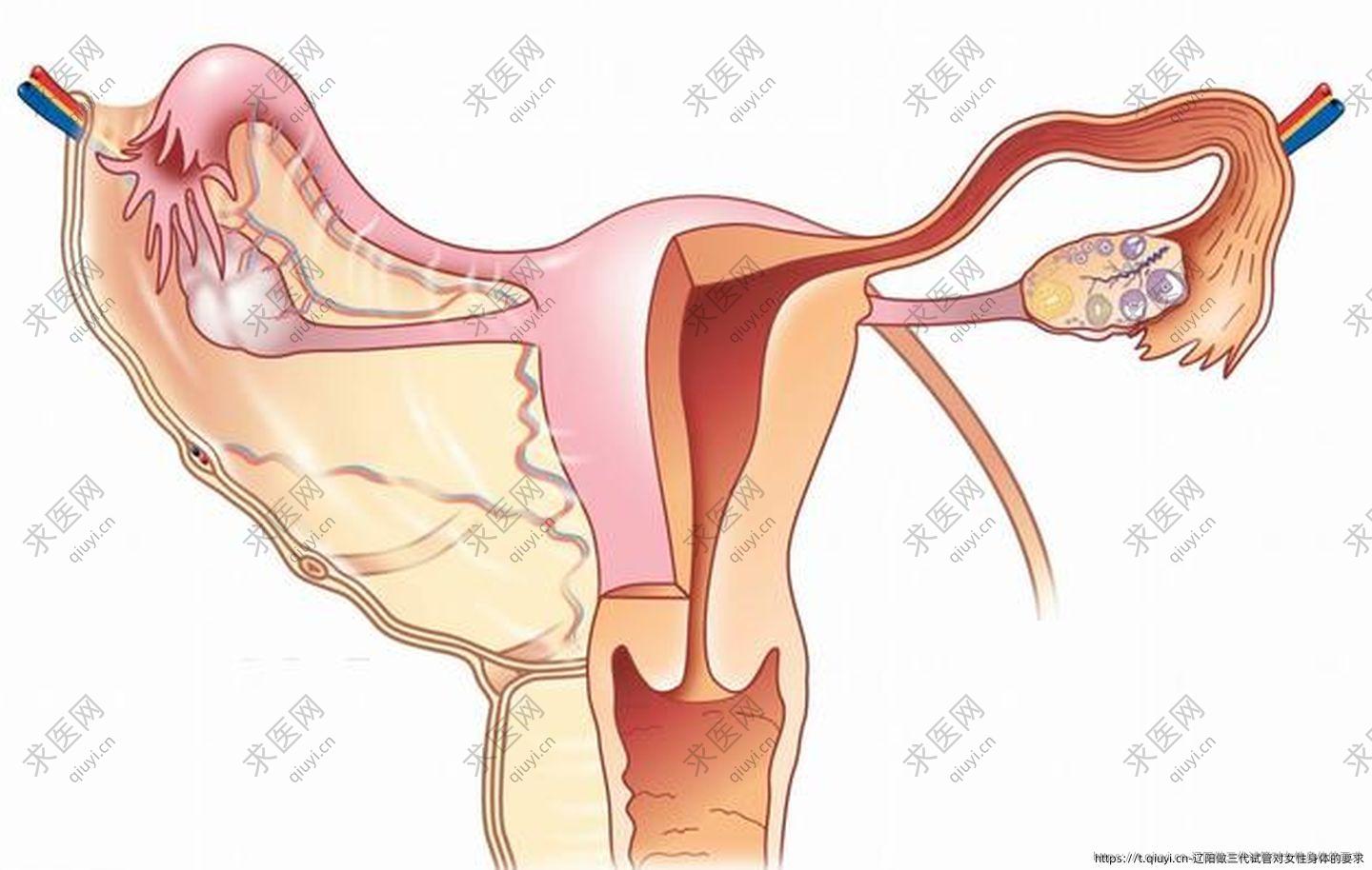 辽阳做三代试管对女性身体的要求